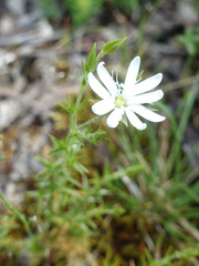 Stellaria pungens