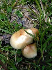 Psilocybe cubensis