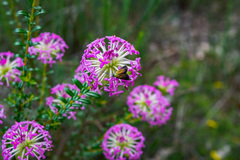 Pimelea rosea