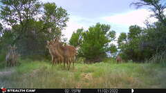 Kobus ellipsiprymnus