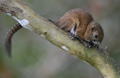 Callosciurus orestes