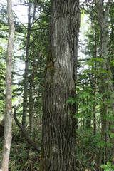 Kalopanax septemlobus