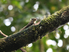 Exilisciurus whiteheadi
