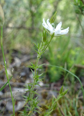 Stellaria pungens