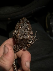 Lithobates capito