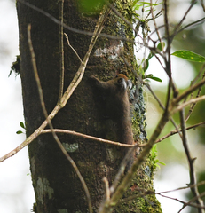 Exilisciurus whiteheadi