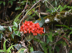 Rhododendron crassifolium