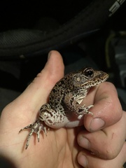 Lithobates capito