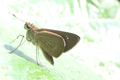 Cobalopsis nero