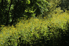 Lapsana communis intermedia