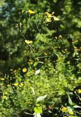 Lapsana communis intermedia