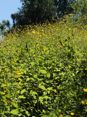 Lapsana communis intermedia