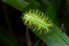 Quasithosea obliquistriga