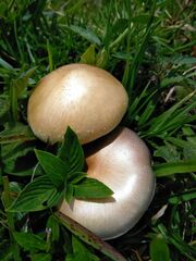 Psilocybe cubensis