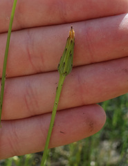 Hypochaeris glabra
