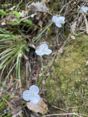 Libertia
