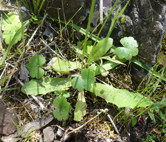 Hypochaeris glabra