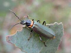 Chauliognathus lugubris