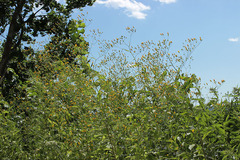 Lapsana communis intermedia