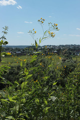 Lapsana communis intermedia