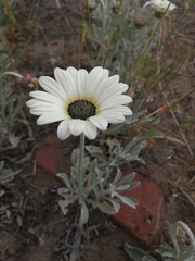 Arctotis stoechadifolia