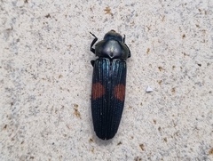Strigoptera bimaculata