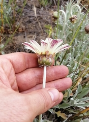 Arctotis stoechadifolia