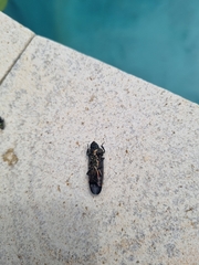 Strigoptera bimaculata