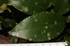 Cephaleuros lagerheimii