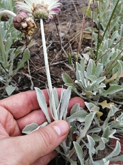 Arctotis stoechadifolia