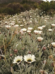 Arctotis stoechadifolia