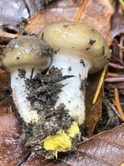 Gomphidius oregonensis