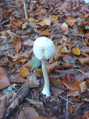 Leucoagaricus nympharum
