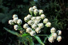 Achillea alpina