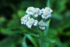 Achillea alpina
