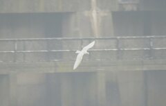 Larus glaucoides kumlieni