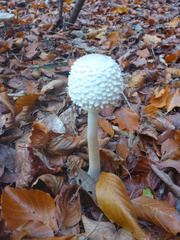 Leucoagaricus nympharum