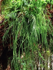 Phlegmariurus varius