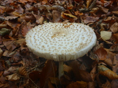 Leucoagaricus nympharum