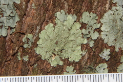 Flavoparmelia