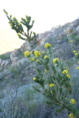 Aspalathus shawii shawii