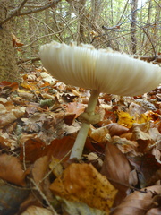 Leucoagaricus nympharum