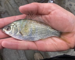 Cymatogaster aggregata