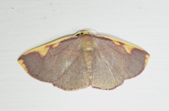 Nothomiza flavicosta