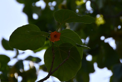 Cordia subcordata
