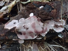 Rhodofomitopsis feei