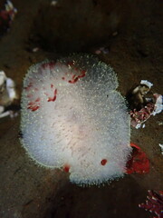 Acanthodoris nanaimoensis
