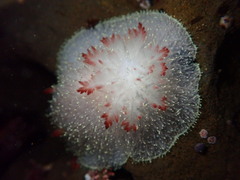 Acanthodoris nanaimoensis