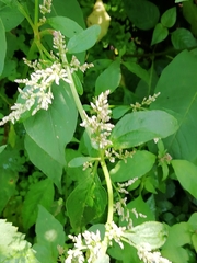 Angiospermae