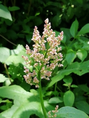 Angiospermae